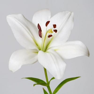 Flora Aqua - HydraGlow Creme